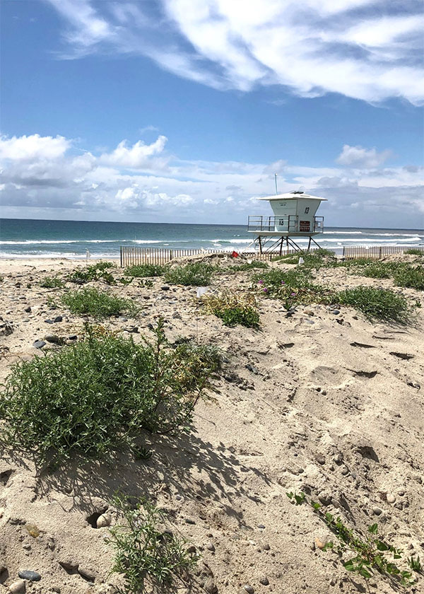 Cardiff beach and tower image