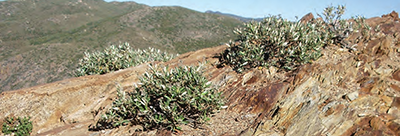 Cuyamaca Rancho State Park