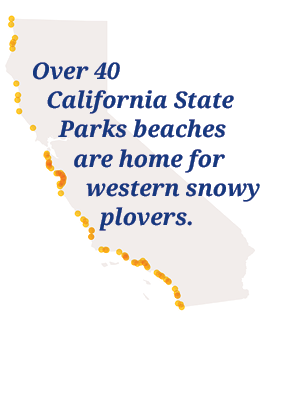 Over 40 California State Parks beaches are home for western snowy plovers.