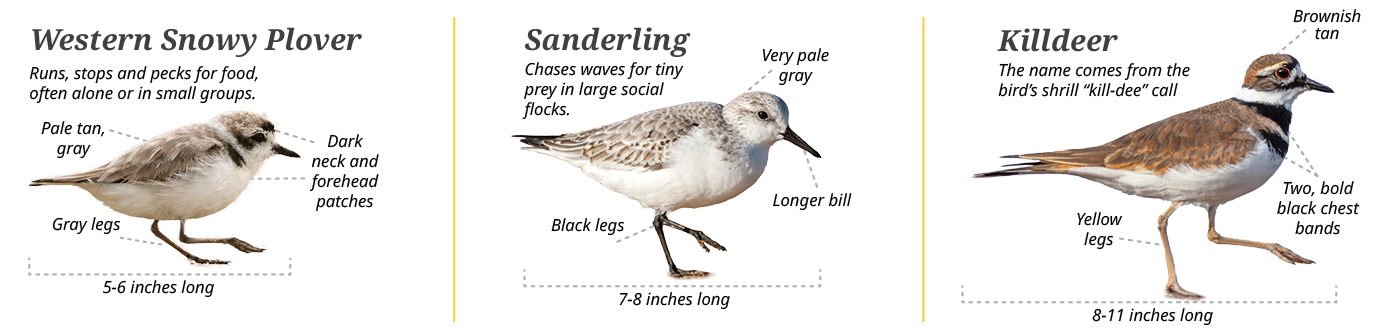 Snowy plover lookalikes include sanderlings and killdeer Western snowy plover: runs, stops and pecks for food, often alone or small groups. Pale, tan gray. Dark neck and forehead patches. Gray legs. 5-6 inches long. Sanderling: chases waves for tiny prey in large social flocks. Very pale grey. Longer bill. Black legs. 7-8 inches long. Killdeer: The name comes from the bird's shrill kill-dee call. Brownish tan. Yellow legs. Two, bold black chest bands. 8-11 inches long.