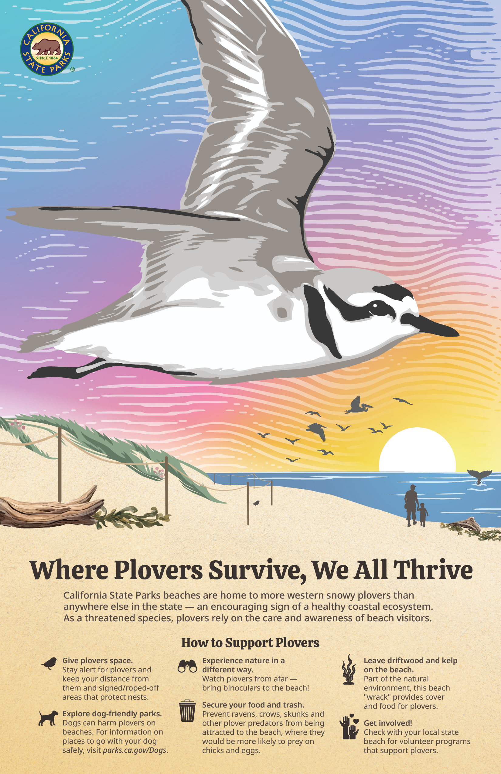 Western Snowy Plover poster