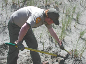 Ammophila Removal