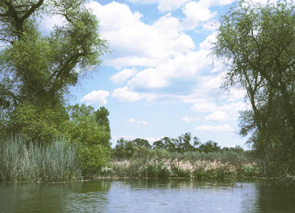 Anderson Marsh