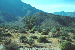 Desert
