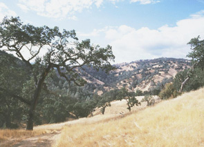 Mountain and grass