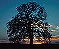 oak tree image