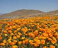 Poppies image