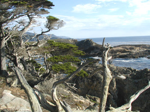 Trees and coast