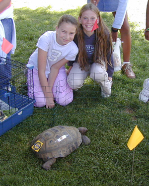 50-Year Old Desert Tortoise