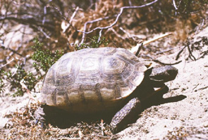 Tortoise