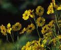 Daisies image