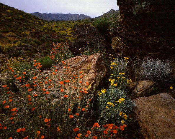 © 1987, California State Parks. Anza-Borrego Desert SP, 090-2426.