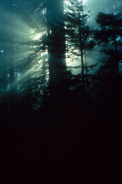 © 1980, California State Parks. Humboldt Redwoos SP, 090-S19241.