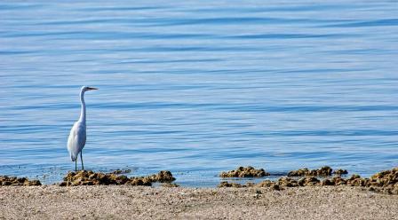 Sea and Desert Interpretive Association