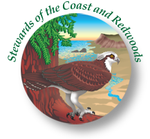 Osprey perched on branch overlooking ocean cliff
