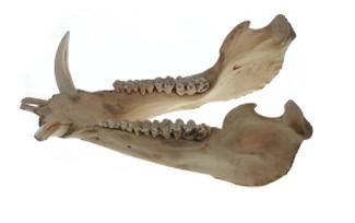 Bottom jaw
