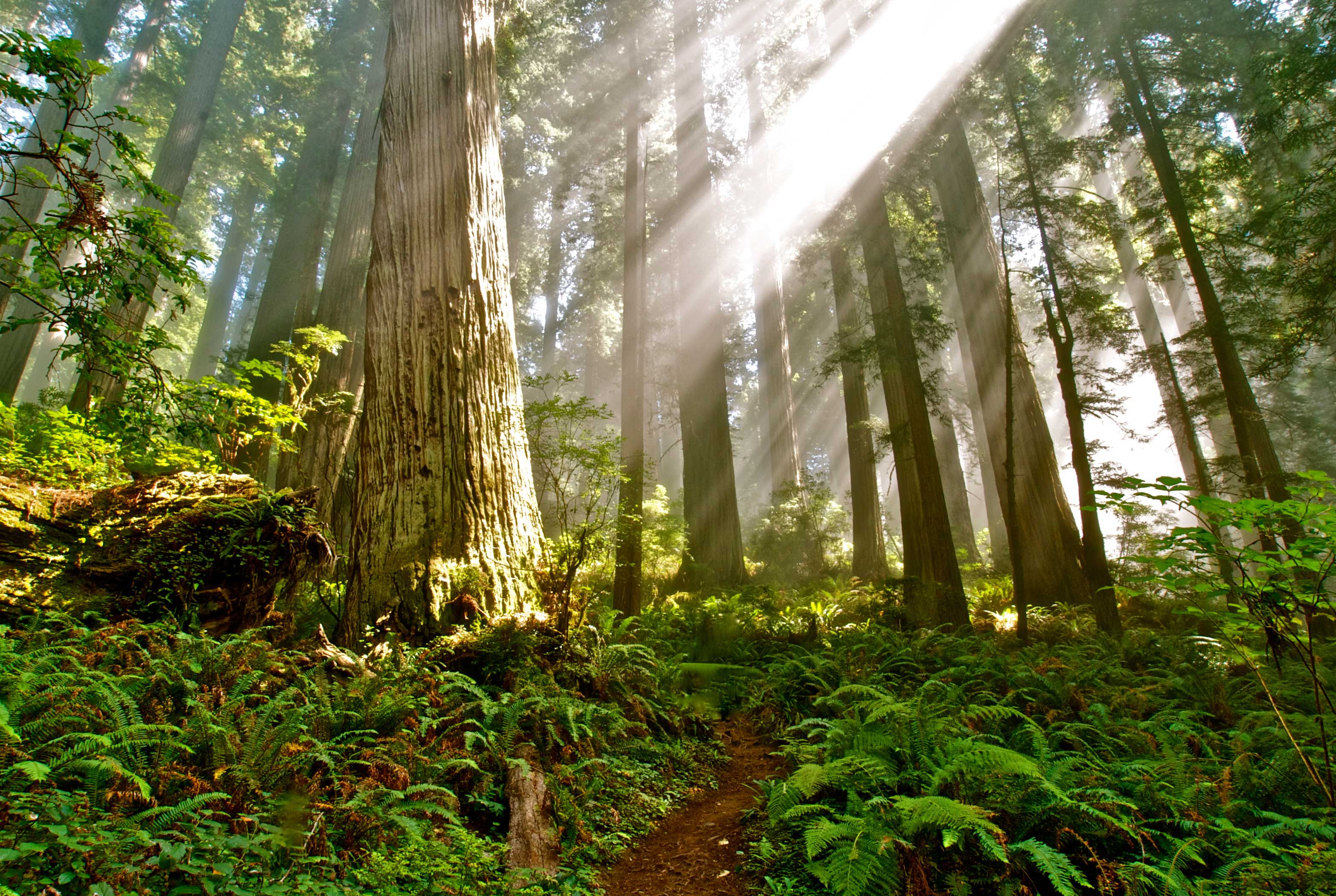 Del Norte Redwoods SP Del Norte Redwoods SP